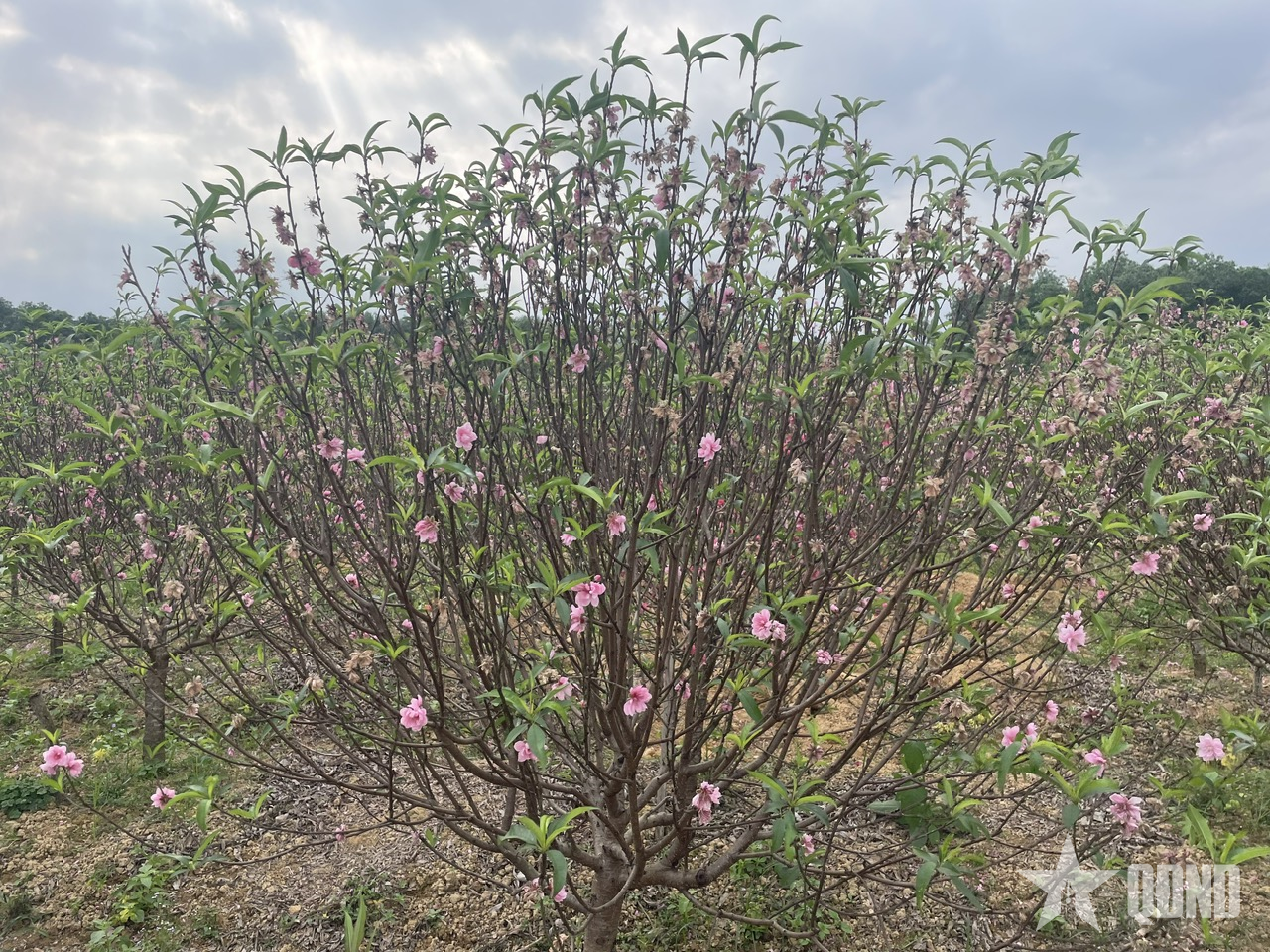Đào nở trước Tết, người trồng trăn trở nỗi lo “lỡ mùa, mất giá”

